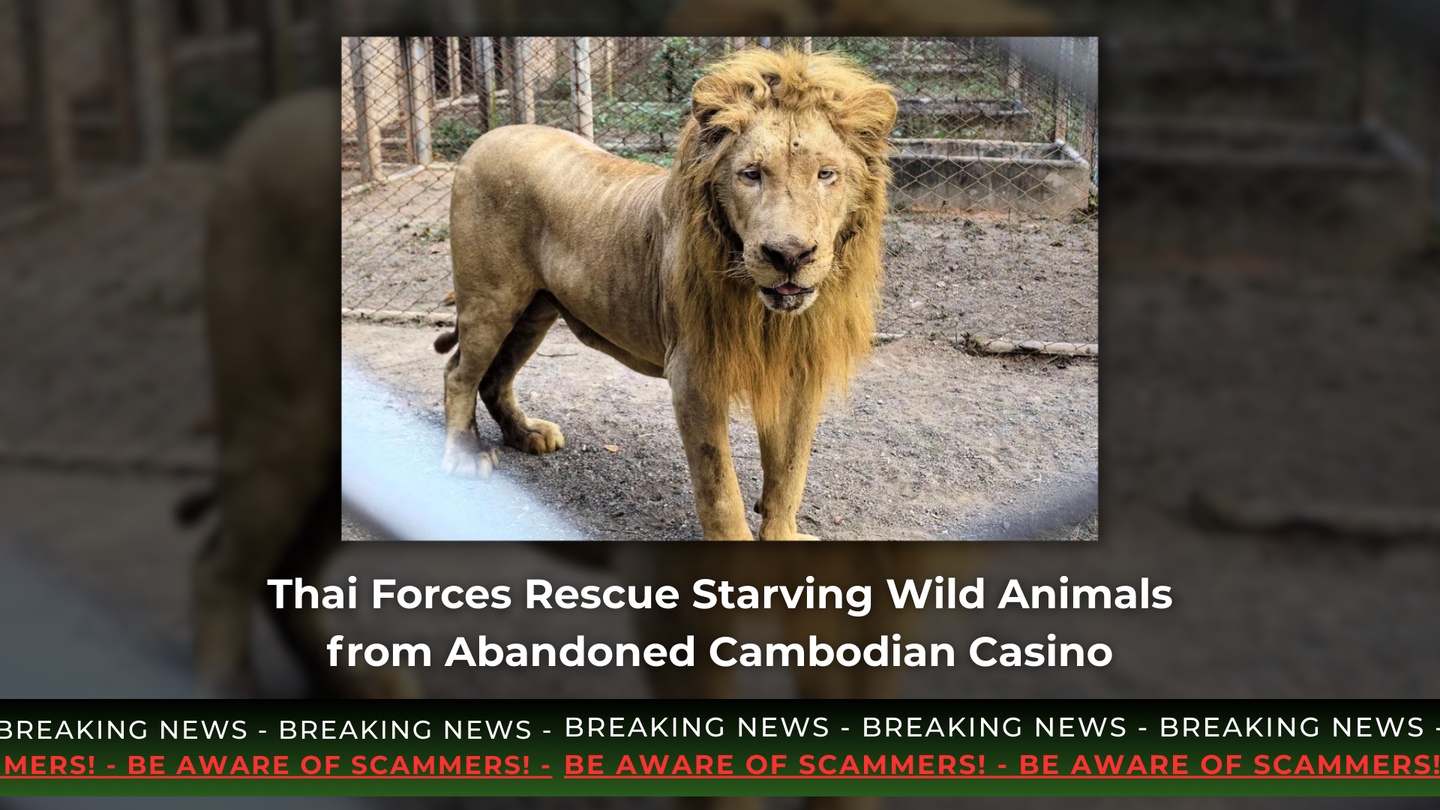 Thai Forces Rescue Starving Wild Animals from Abandoned Cambodian Casino